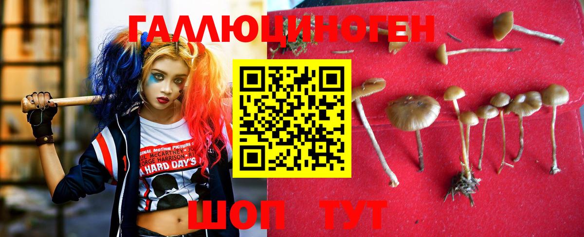 Псилоцибиновые грибы Psilocybe  Вход с VPN  Конаково 